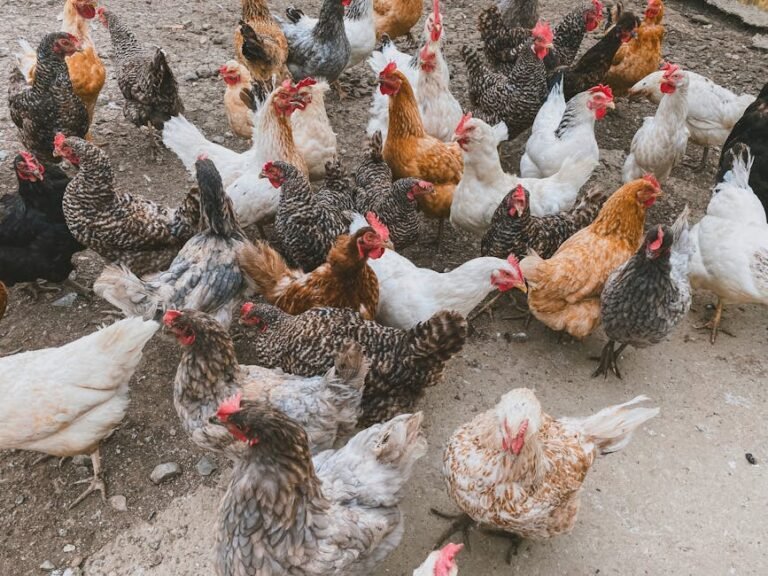 A diverse flock of chickens in various colors roaming a farmyard.