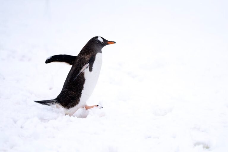 Gentoo penguin walking on snow in its natural habitat, showcasing wildlife beauty.