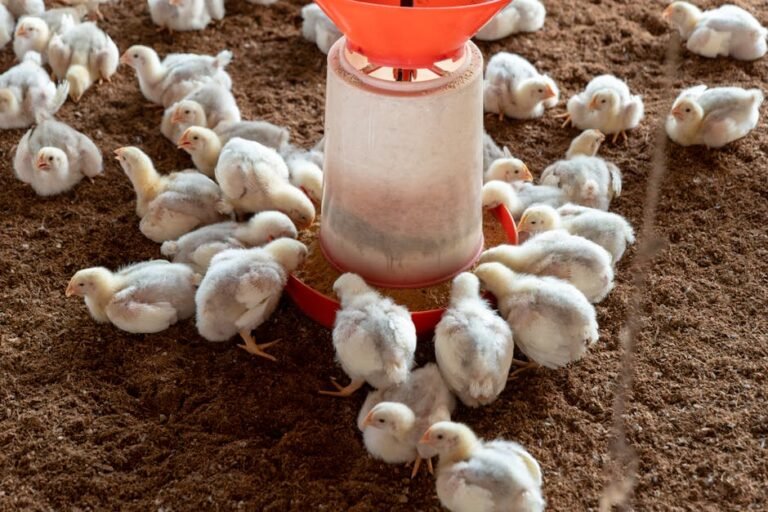 Broiler chickens gathered around a feeder on a poultry farm.