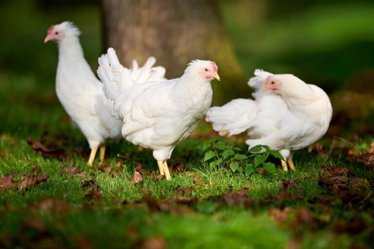Three white hens pecking on grass in a sunlit autumn garden, surrounded by fallen leaves.