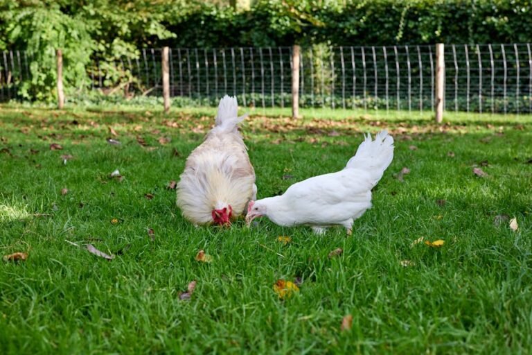 Two chickens pecking and foraging on a sunny day in a grassy rural farm setting.