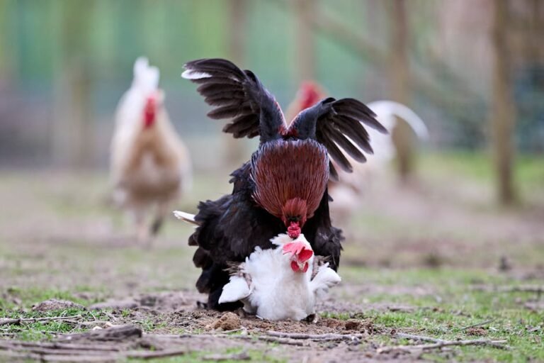 A rooster and hen engaging in a lively interaction on a rustic farm, showcasing farm life.