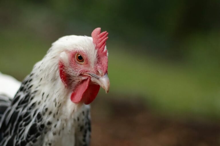 Detailed close-up image of a speckled chicken outdoors in Rosebank, NSW, Australia.