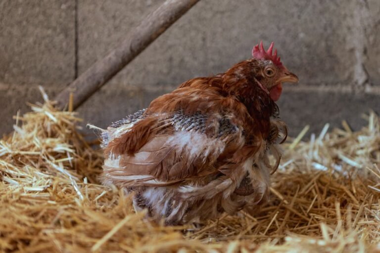 A close-up of a chicken sitting on hay in a barn, showcasing rural farm life.