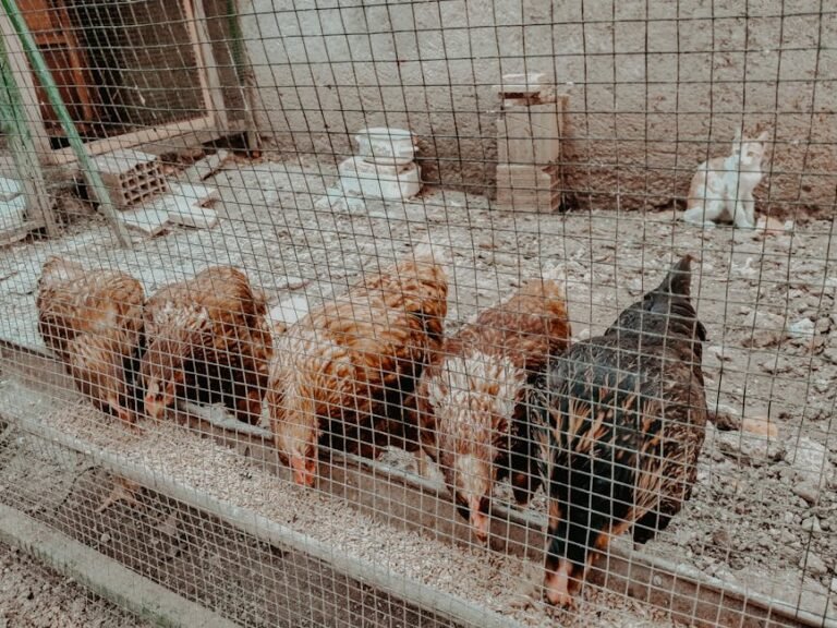Five chickens pecking at feed in an outdoor coop with a curious cat nearby.