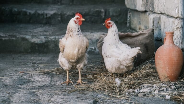 Two white chickens standing on farm ground with straw and pottery in a rustic setting.