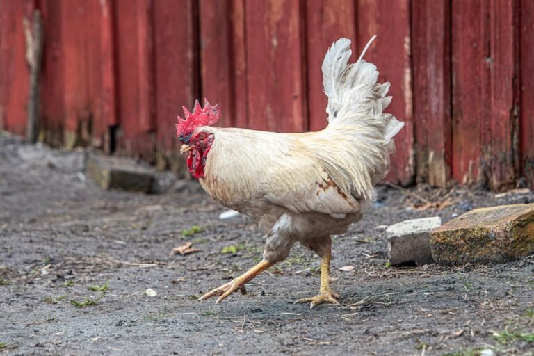 A white rooster strides confidently on a farmyard with a red wooden backdrop.