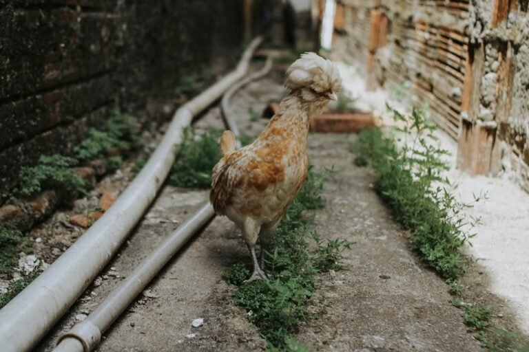 A Polish chicken with distinctive feathers walks along a rustic outdoor path.