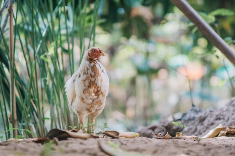 Ground level of Faverolles chicken standing near green plants in yard of farm in countryside