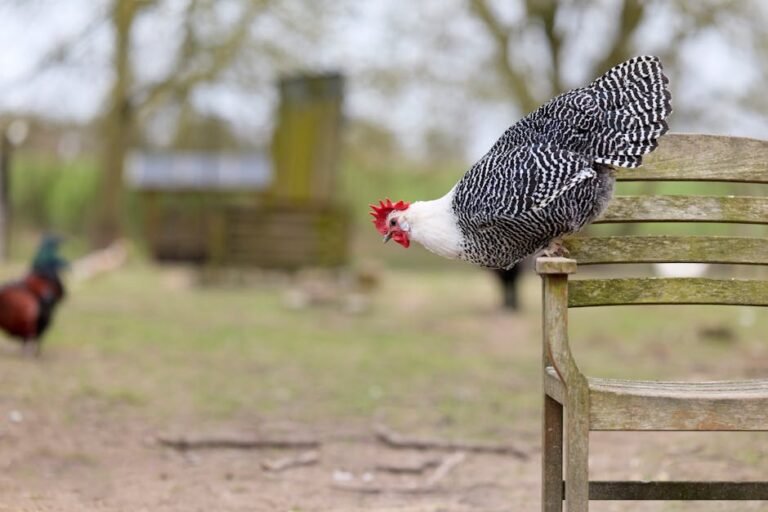 A barred rock hen perched on a wooden chair in a rural farm setting, showcasing natural avian behavior.