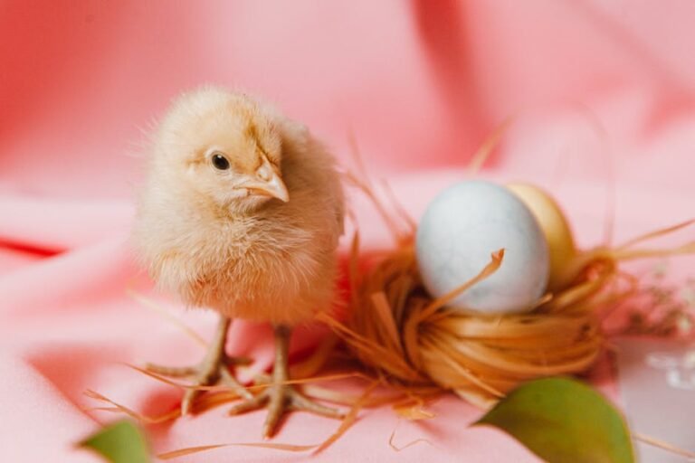 Cute chick with pastel Easter eggs in a nest on a pink background.