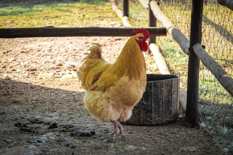 A golden chicken stands on a rustic farmyard with a wooden fence and metal container.