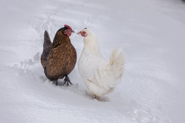 Brown and white chickens standing in deep snow, showcasing winter wildlife outdoors.