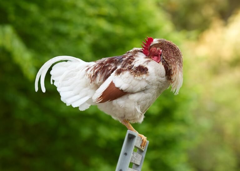 A serene rooster with brown and white feathers resting outdoors on a sunny day.