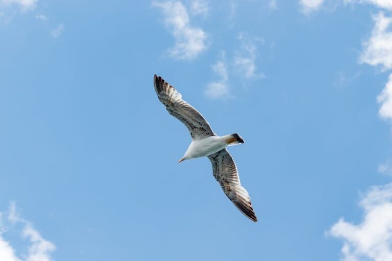 Seagull in flight with wings spread wide against a clear blue sky.