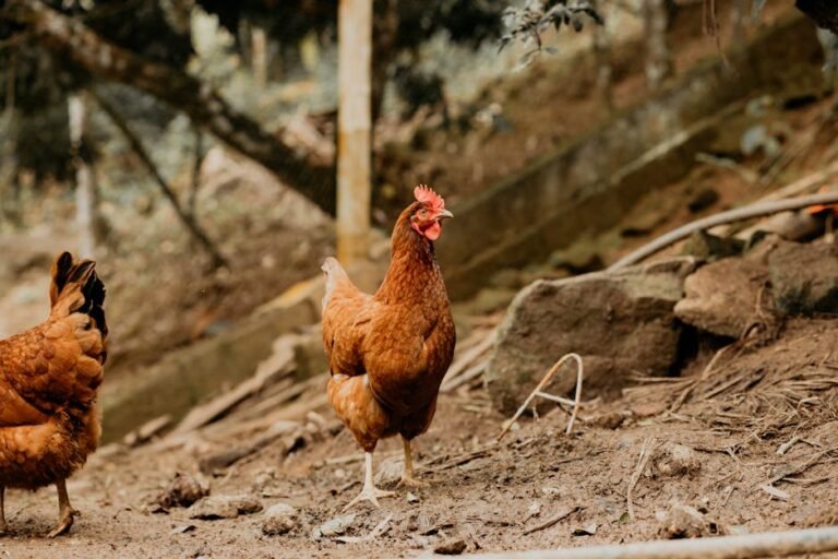Brown chickens roam freely outdoors on a rural farm, showcasing natural agriculture.