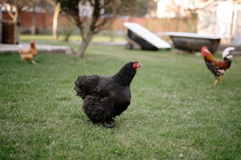 Chickens strolling freely in a grassy area of a farm, showcasing outdoor poultry life.