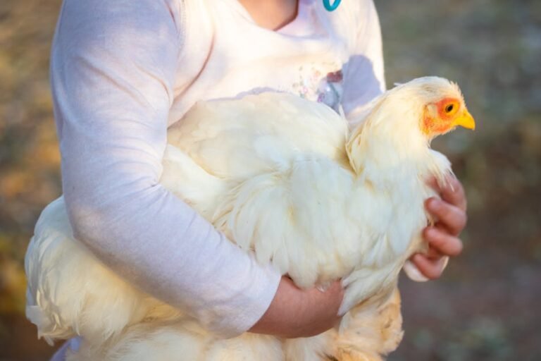 A child gently holding a fluffy white chicken outdoors in bright sunlight.