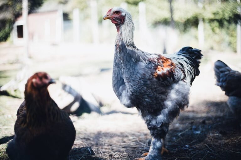 Chickens foraging under sunlight on a vibrant farmyard.