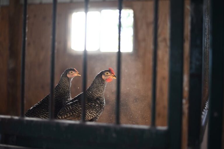Two chickens inside a barn with sunlight streaming through a window, creating a rustic feel.