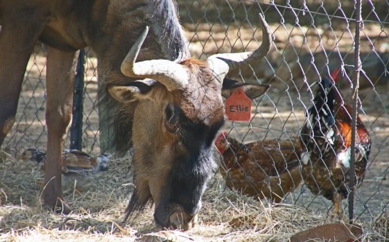 A blue wildebeest grazing next to chickens behind a zoo enclosure fence.