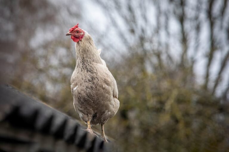 A close-up of a chicken perched on a rooftop outdoors.