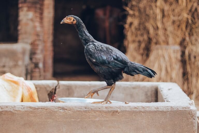 A black Shamo chicken walking gracefully on a farm wall, showcasing its elegance and strength.