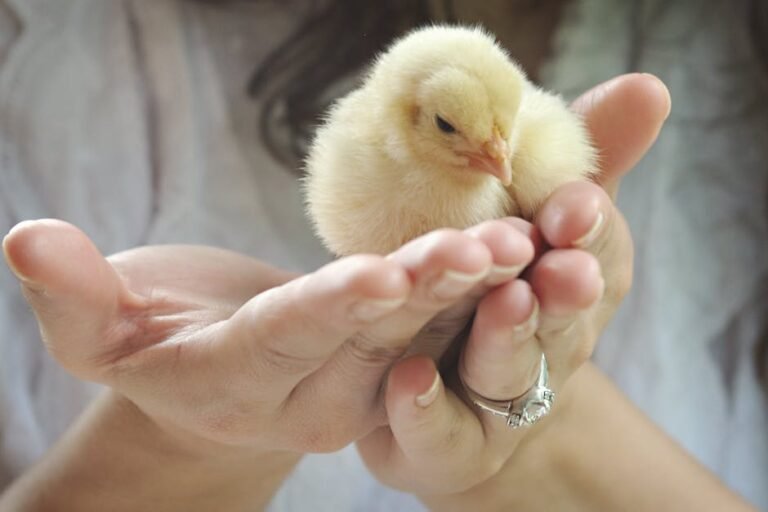 A close-up of hands gently holding a fluffy yellow chick, symbolizing care and warmth.