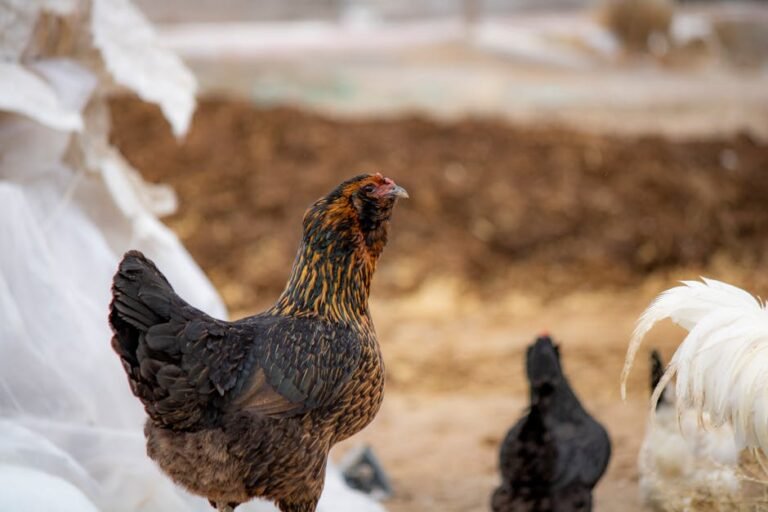 Vibrant image showing diverse chickens in an outdoor farm setting.