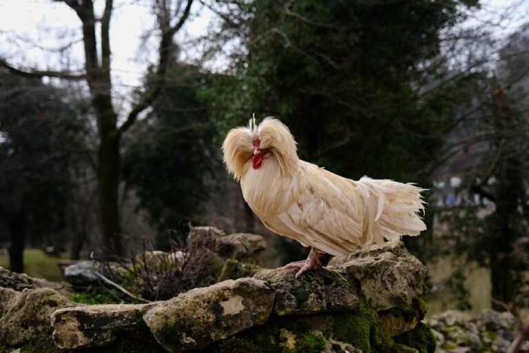 Buff Laced Polish chicken standing proudly on rocky terrain in a serene winter forest.