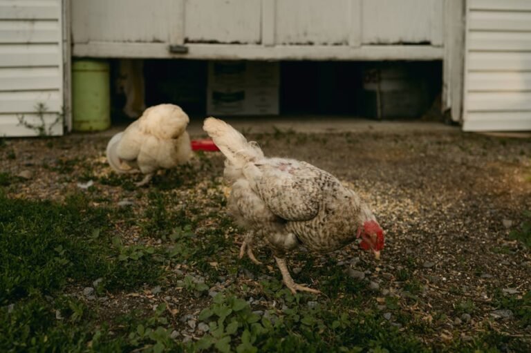 Two chickens forage on a farm, highlighting rural life and agriculture.