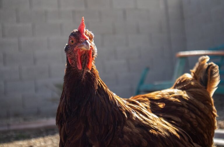 A Rhode Island Red hen standing on a farm, captured up close with natural lighting.