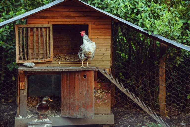 A rustic wooden coop with a lively rooster and curious duck in a lush garden setting.