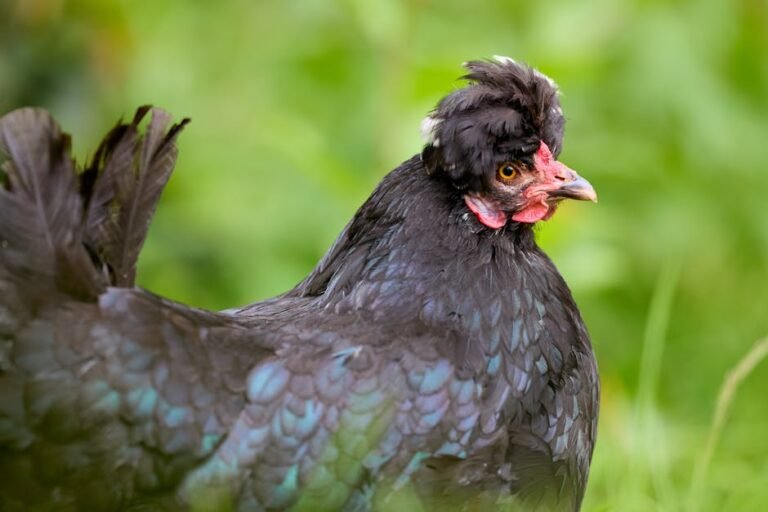Close-up of a crested black Poland chicken in lush green grass, showcasing its iridescent plumage.