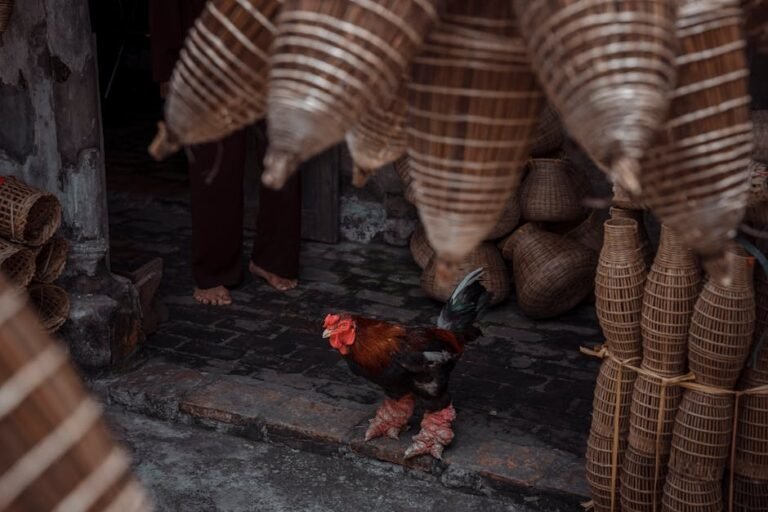 Dong Tao chicken stands amid traditional handmade fishing baskets in a rural market setting.