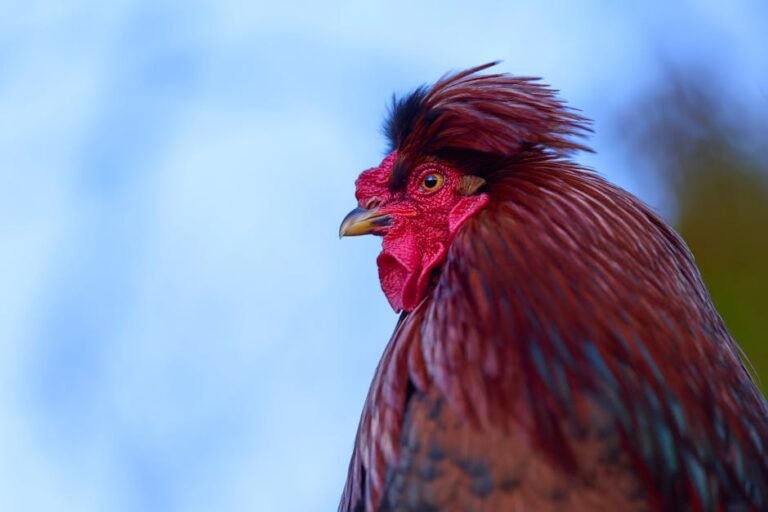 Close-up of a colorful and majestic rooster standing outdoors with vivid plumage.