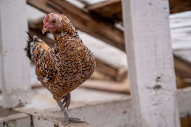 A booted bantam hen perched on a wooden structure inside a barn, showcasing its distinct plumage.