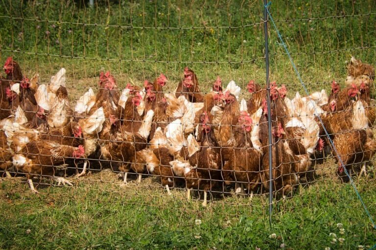 A flock of chickens gathered in a grassy farmyard pen, basking in daylight.