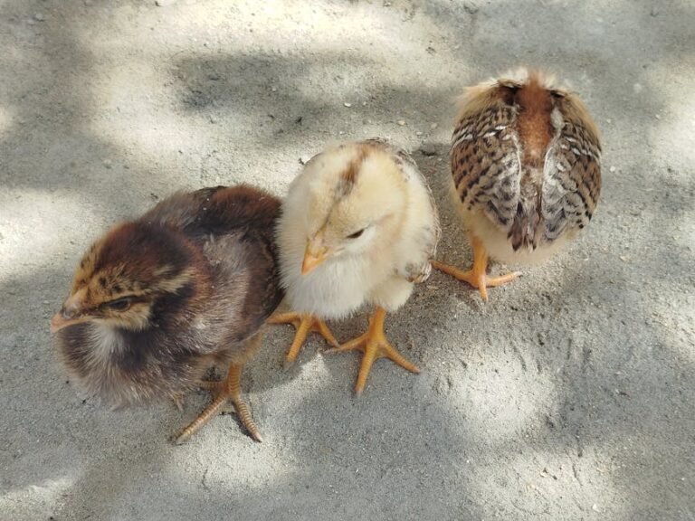 Three adorable baby chicks resting on sandy ground under natural sunlight.