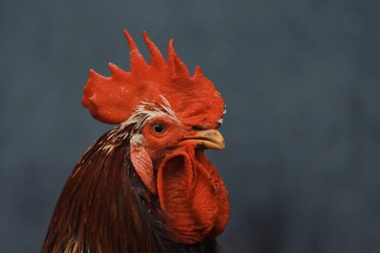Close-up portrait of a vibrant rooster against a gray background, highlighting its striking red comb.