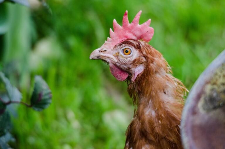 A hen gazing attentively amidst the lush green environment.
