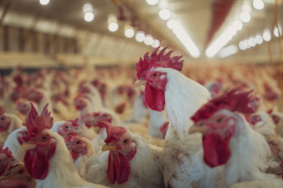Vetrx Poultry Aid for Chickens: Experience the Healing Power