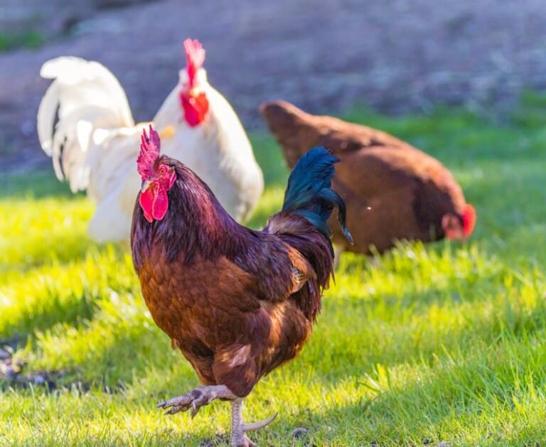 Three diverse chickens roam freely on a grassy farm, enjoying the sunny day.