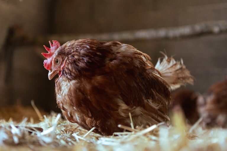 A domestic hen resting on hay in a rural barn setting, highlighting farm life.