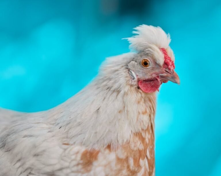 Vibrant portrait of a white crested chicken with turquoise background.