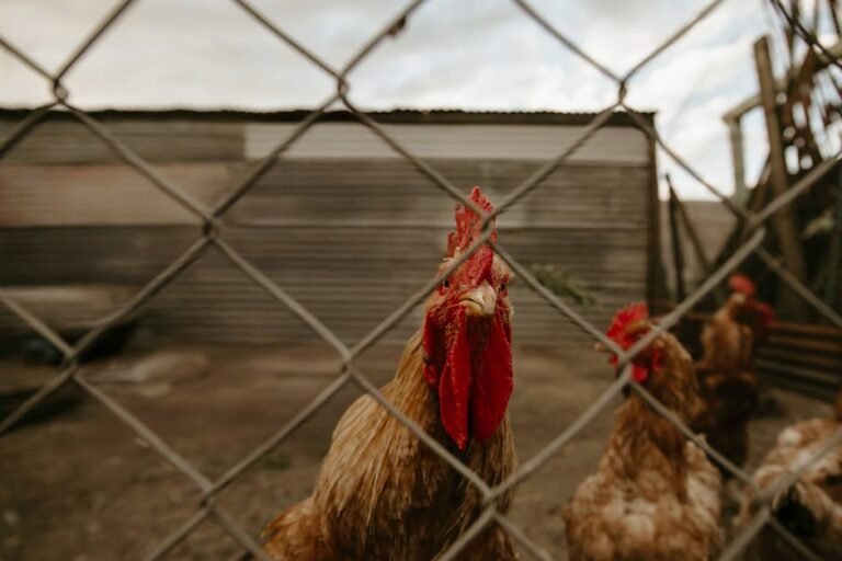 Roosters behind wire fencing on a rural farm yard at dusk.