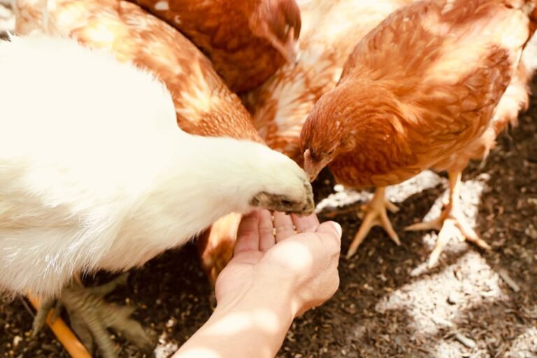 Chickens pecking from a person's hand in a sunny farmyard setting in Taiwan.