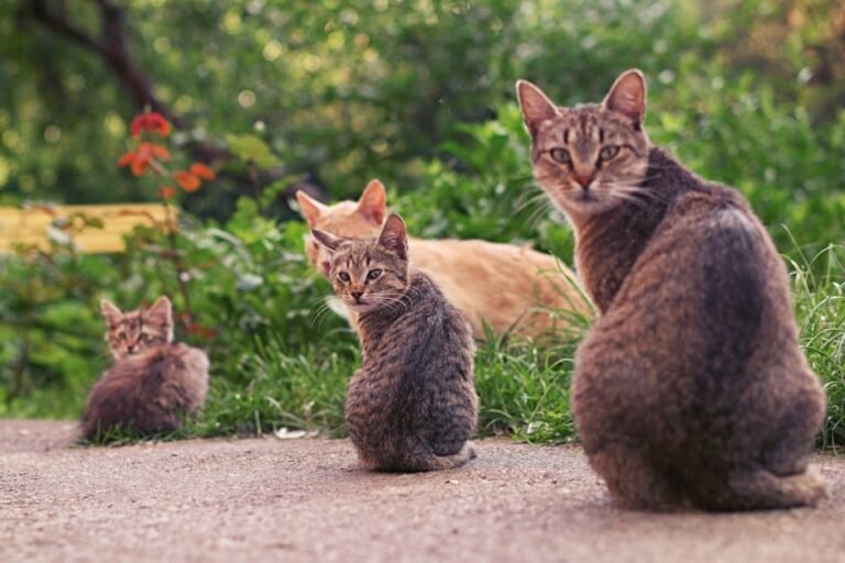 A delightful scene of multiple tabby cats sitting together on a garden pathway.