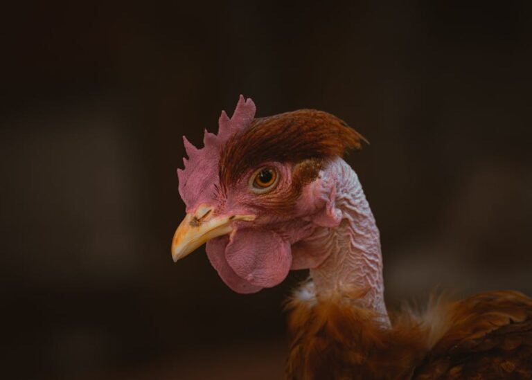 Detailed close-up of a Naked Neck Chicken showcasing its unique appearance.