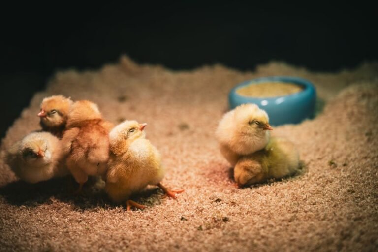 Young chicks resting on brooder bedding under a warm heat lamp next to a feeder